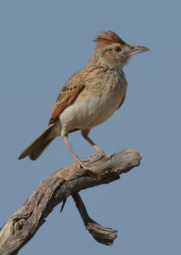 Image of Rufous-naped Lark