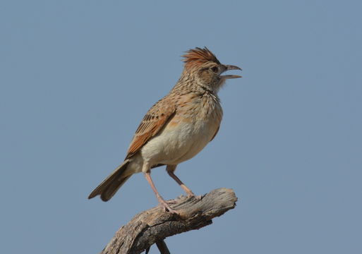 Image of Rufous-naped Lark