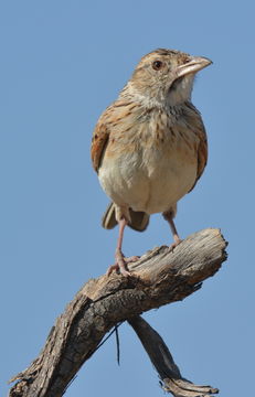 Image of Rufous-naped Lark