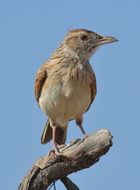 Image of Rufous-naped Lark