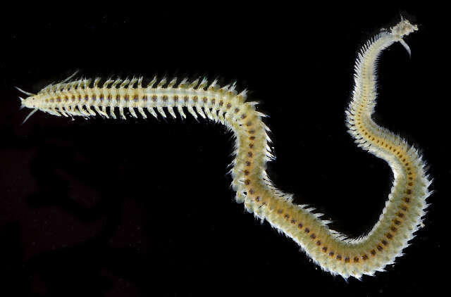 Image of Phyllodocid worms