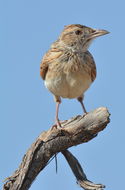 Image of Rufous-naped Lark