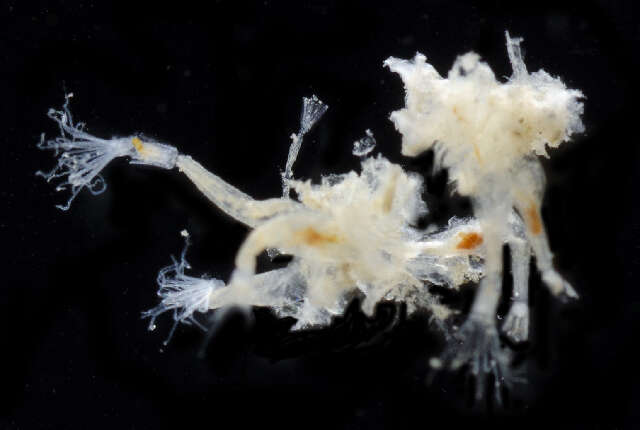 Image of Alcyonidiina d'Hondt 1985