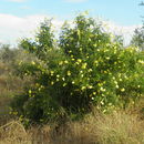 Image of trumpetbush