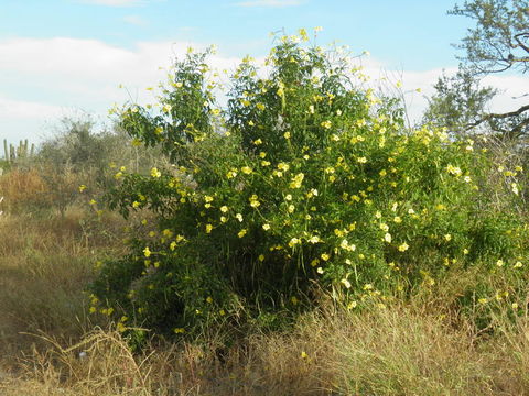 Image of Yellow bells