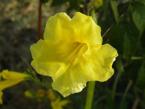 Image of Yellow bells