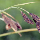 Слика од Carex aterrima Hoppe