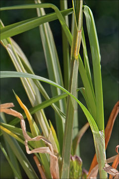 Image of Carex aterrima Hoppe