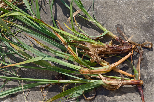 Image of Carex aterrima Hoppe