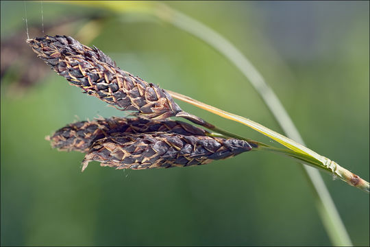 Image of Carex aterrima Hoppe