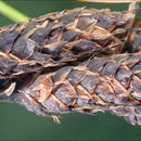 Image of Carex aterrima Hoppe