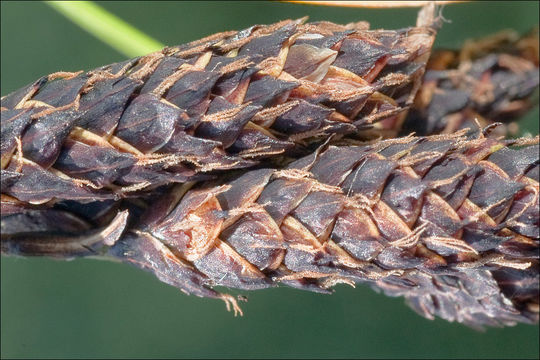 Image of Carex aterrima Hoppe