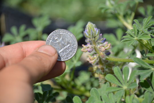 Image of Nipomo Mesa lupine