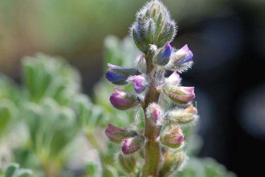 Image of Nipomo Mesa lupine