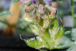 Image of Nipomo Mesa lupine