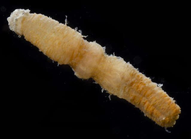 Image of athenerian burrowing anemones