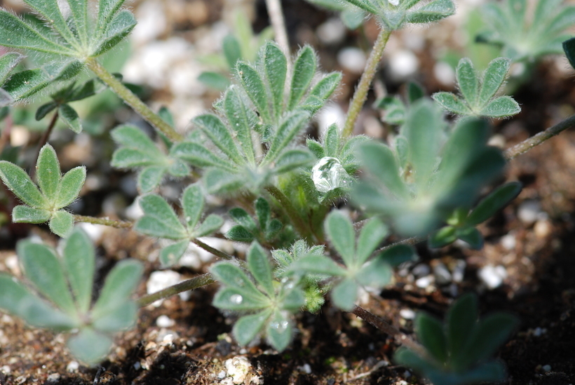 Image of Nipomo Mesa lupine