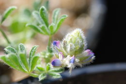 Image of Nipomo Mesa lupine