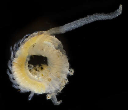Слика од Dipolydora Verrill 1881