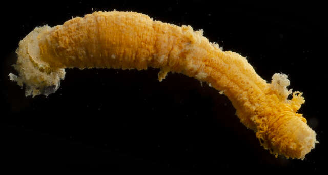 Image of athenerian burrowing anemones