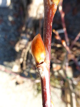 Image of goat willow