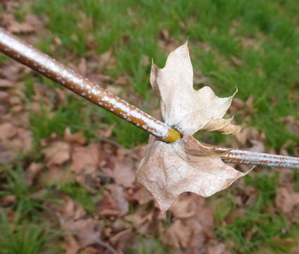 Image of California sycamore