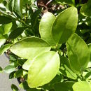 Image of <i>Citrus</i> × <i>aurantiifolia</i>
