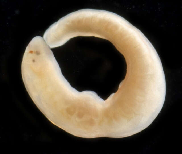 Image of Tetrastemma