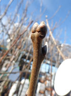 Image of japanese persimmon