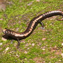 Image of Bolitoglossa