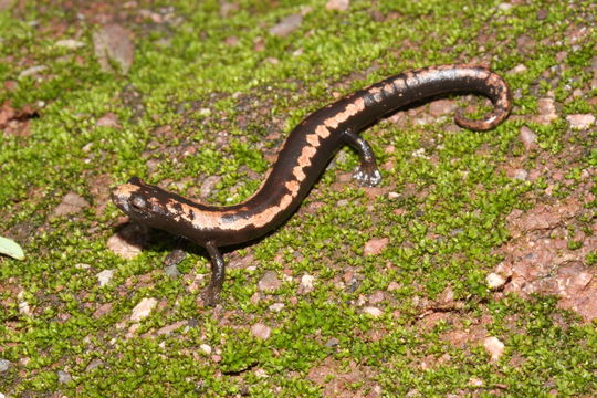 Image of Black-and-Gold Salamander