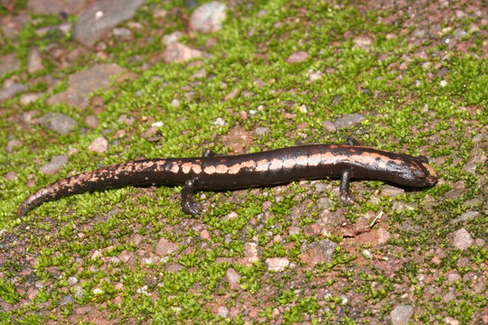 Image of Black-and-Gold Salamander