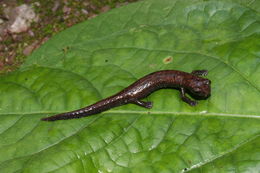 Image of Common Dwarf Salamander