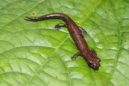 Image of Common Dwarf Salamander