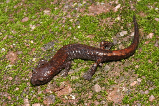 Image of Bolitoglossa stuarti Wake & Brame 1969