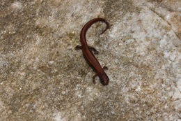 Image of Gristlehead Splayfoot Salamander