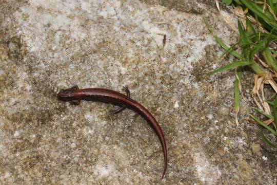 Image of Gristlehead Splayfoot Salamander