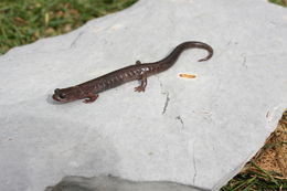 Image of Primeval Splayfoot Salamander