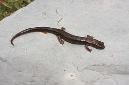 Image of Primeval Splayfoot Salamander