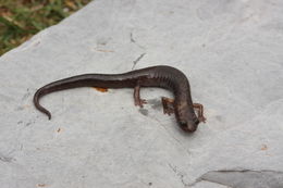 Image of Primeval Splayfoot Salamander