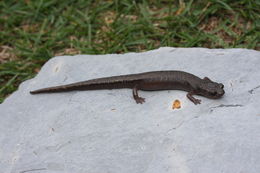 Image of Primeval Splayfoot Salamander