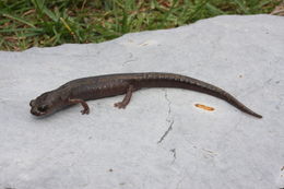 Image of Primeval Splayfoot Salamander