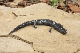 Image of Galeana False Brook Salamander