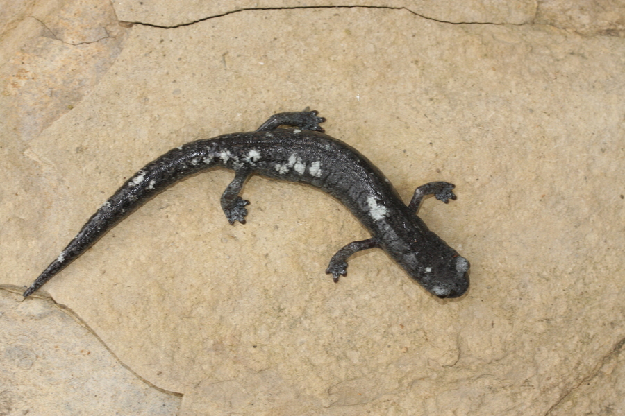 Image of Galeana False Brook Salamander