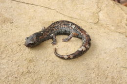 Image of Galeana False Brook Salamander