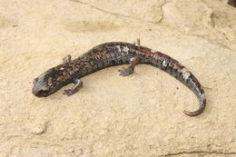 Image of Galeana False Brook Salamander