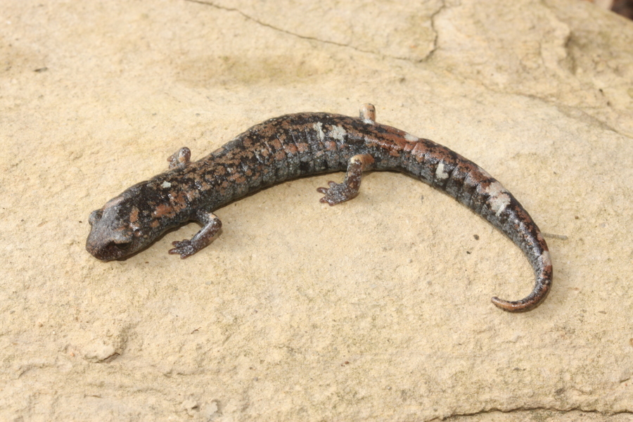 Image of Galeana False Brook Salamander