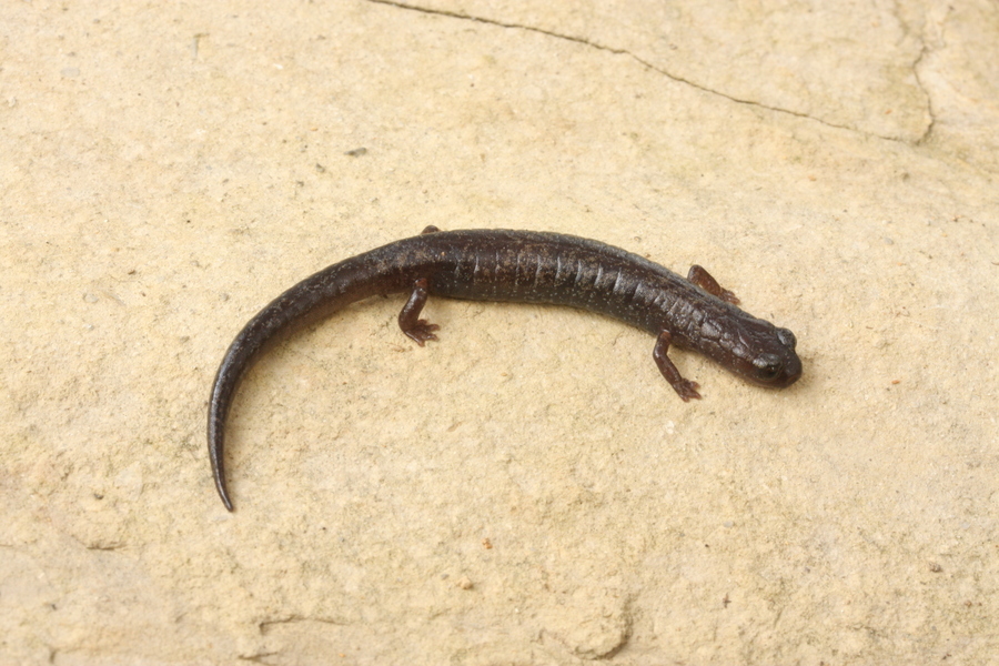 Image of Chiropterotriton miquihuanus Campbell, Streicher, Cox & Brodie 2014