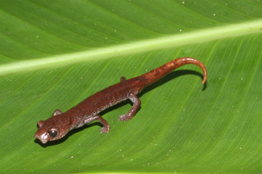 Image of Aquiloeurycea quetzalanensis (Parra-Olea, Canseco-Márquez & García-París 2004)