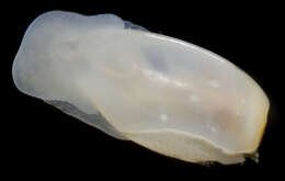 صورة Cylichnidae H. Adams & A. Adams 1854